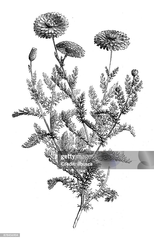 Botanik Pflanzen Antik Gravur Abbildung: Kamille