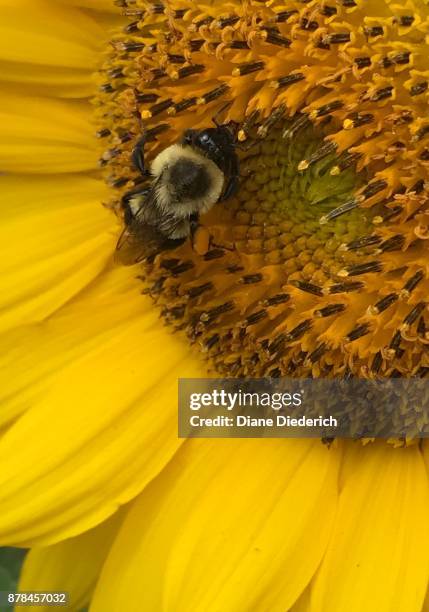 bee on a sunflower - diane diederich stock-fotos und bilder