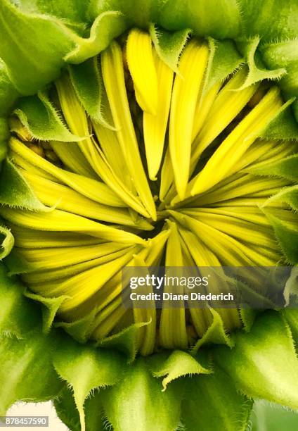 closed sunflower - diane diederich fotografías e imágenes de stock