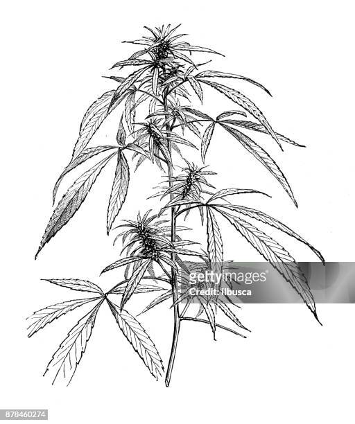 ilustrações, clipart, desenhos animados e ícones de plantas de botânica antiga ilustração de gravura: cannabis - marijuana herbal cannabis