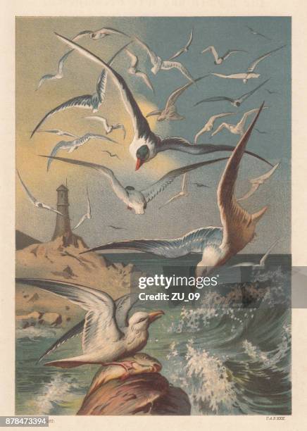 seagulls on a coast with lighthouse, lithograph, published in 1883 - sea bird stock illustrations