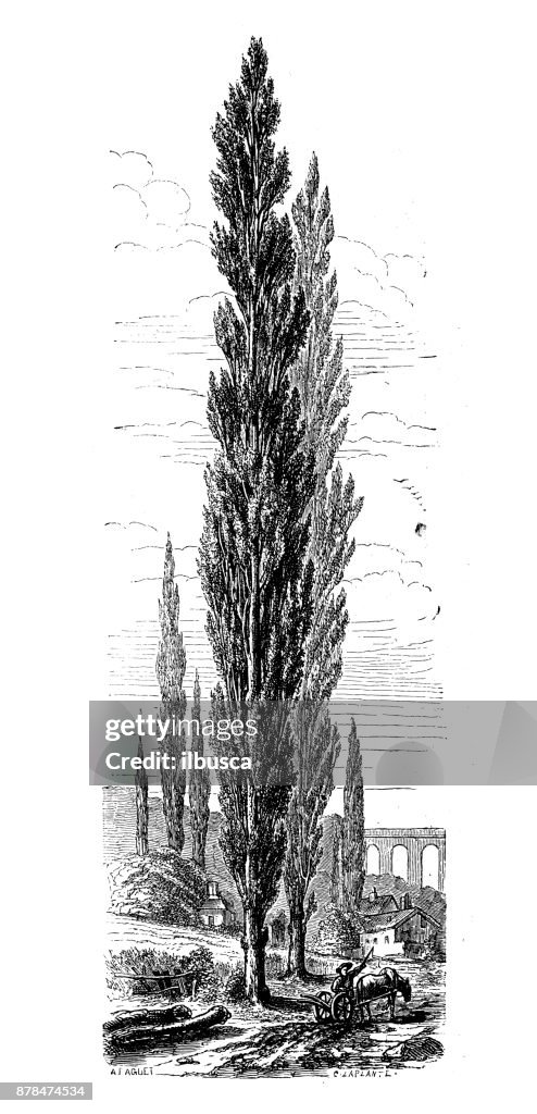 Botany plants antique engraving illustration: Populus nigra (black poplar)