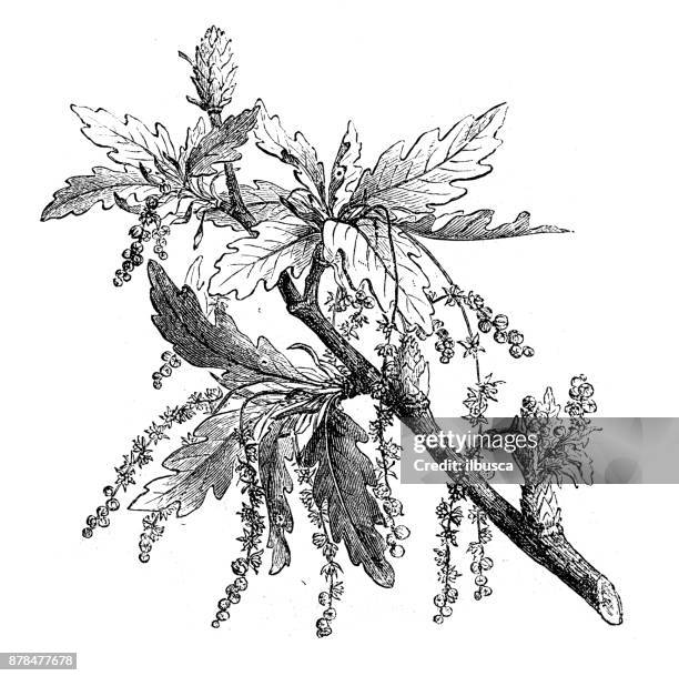 botany plants antique engraving illustration: oak - oak leaf stock illustrations