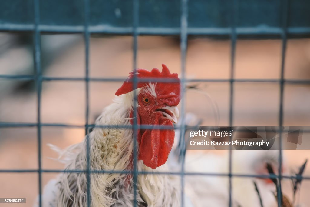 Frizzle chicken