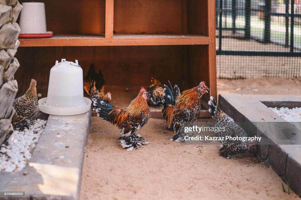 Frizzle chicken