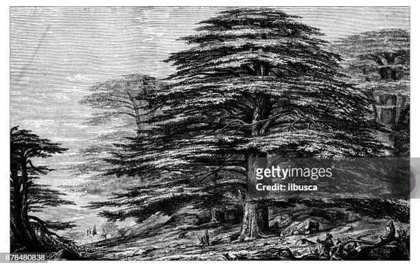 botanik pflanzen antik gravur abbildung: cedrus libani (libanon-zeder) - cedar tree stock-grafiken, -clipart, -cartoons und -symbole
