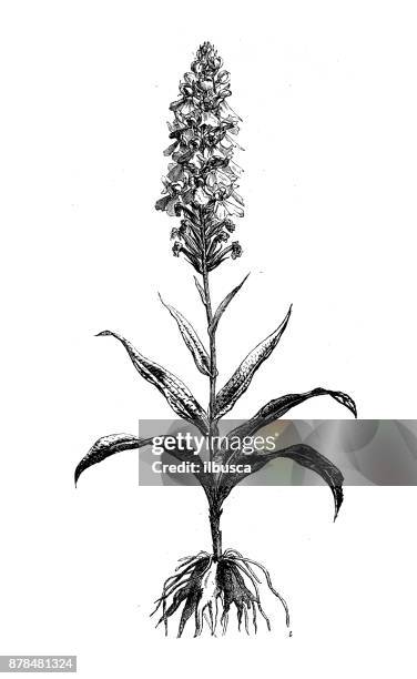 botany plants antique engraving illustration: dactylorhiza maculata (heath spotted-orchid) - common spotted orchid stock illustrations