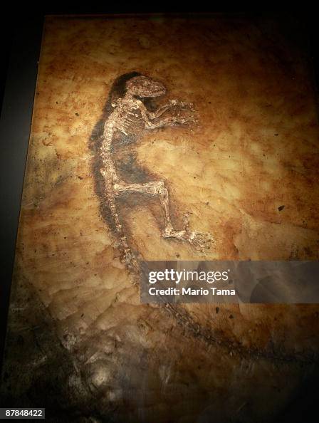 Extinct Primate The 47-million year old fossilized remains of a primate is seen at ...