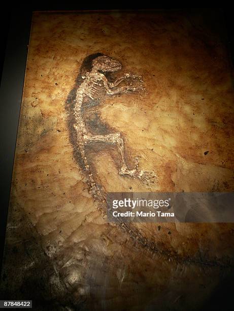 The 47-million year old fossilized remains of a primate is seen at the American Museum of Natural History May 19, 2009 in New York City. "Ida" is the...