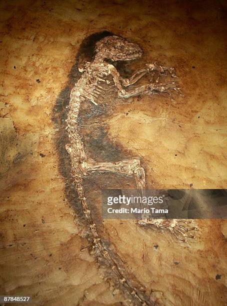 The 47 million year old fossilized remains of a primate is seen at the American Museum of Natural History May 19, 2009 in New York City. "Ida" is the...