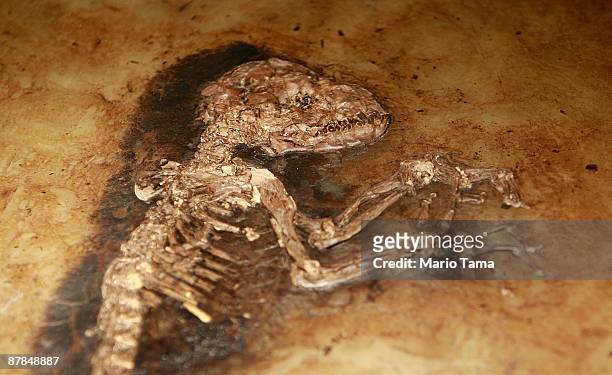 The 47 million year old fossilized remains of a primate is seen at the American Museum of Natural History May 19, 2009 in New York City. "Ida" is the...