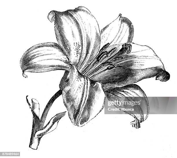 1 948点のユリイラスト素材 Getty Images 1 948点のユリイラスト素材 Getty Images