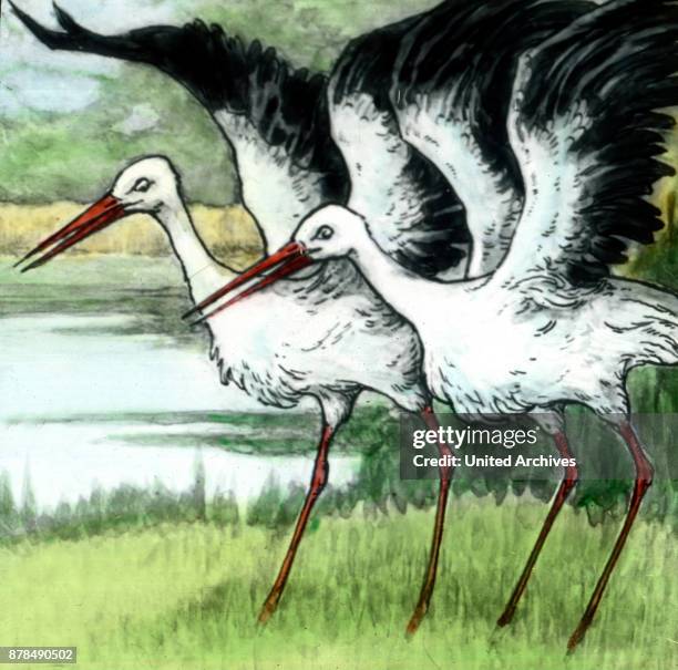 Calpuh Caliph Stork Photos and Premium High Res Pictures - Getty Images
