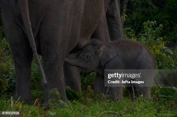 Baby Sumatran elephant seen playing with her mother at Elephant Flying Squad Camp, Tesso Nilo National Park on November 23, 2017 in Riau, Indonesia....