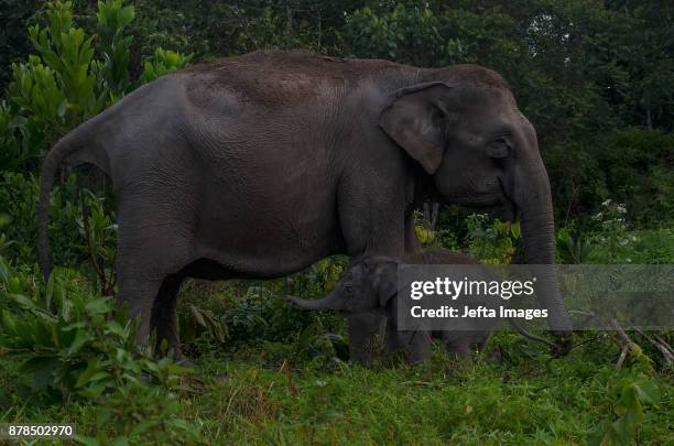 Baby Sumatran elephant seen playing with her mother at Elephant Flying Squad Camp, Tesso Nilo National Park on November 23, 2017 in Riau, Indonesia....