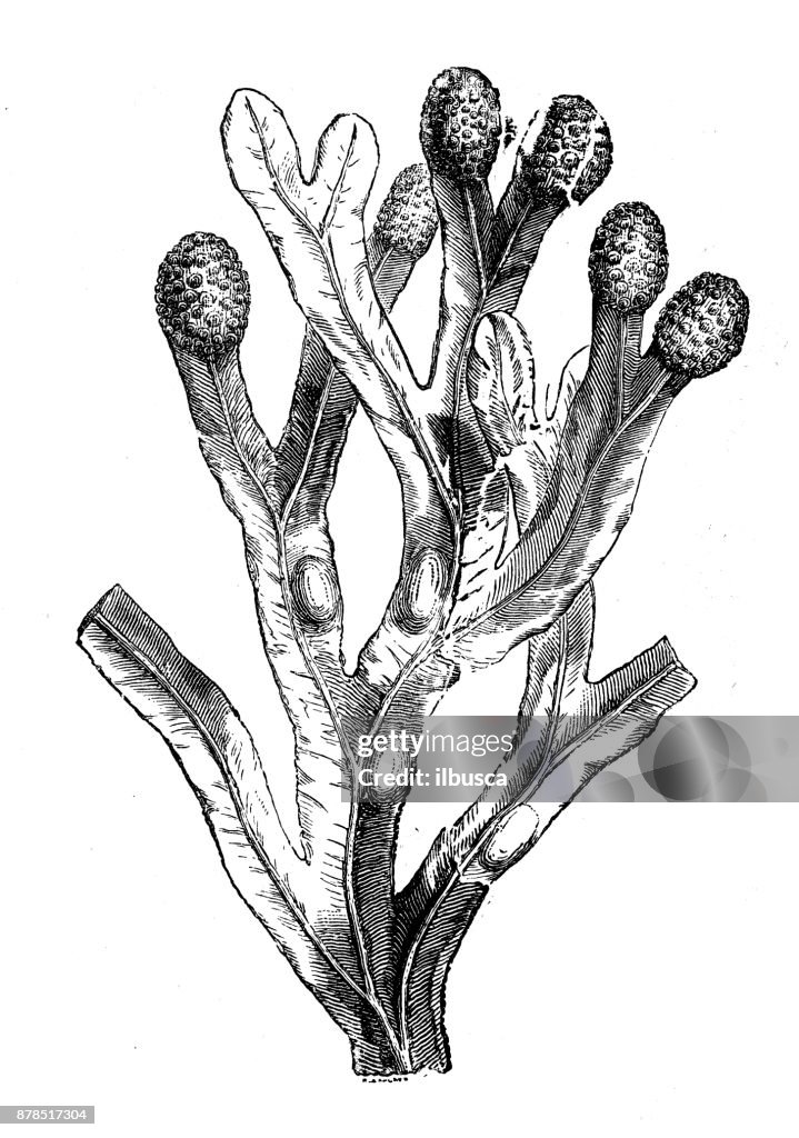 Botany plants antique engraving illustration: Fucus vesiculosus (bladder wrack)