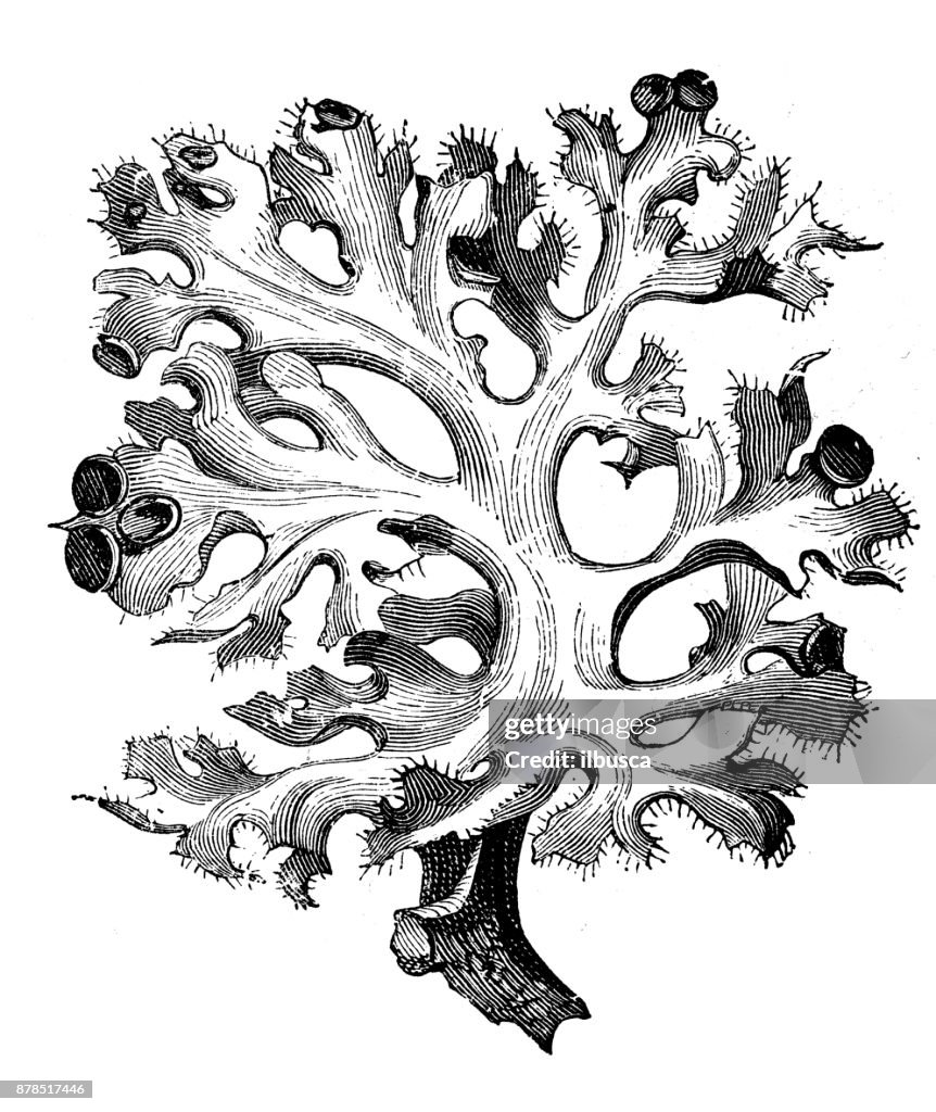 Botany plants antique engraving illustration: Lichen