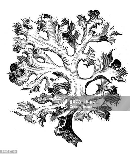 botany plants antique engraving illustration: lichen - lachen stock illustrations