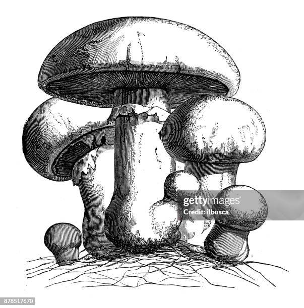 ilustrações de stock, clip art, desenhos animados e ícones de botany plants antique engraving illustration: agaricus campestris (field mushroom, meadow mushroom) - cogumelo comestível