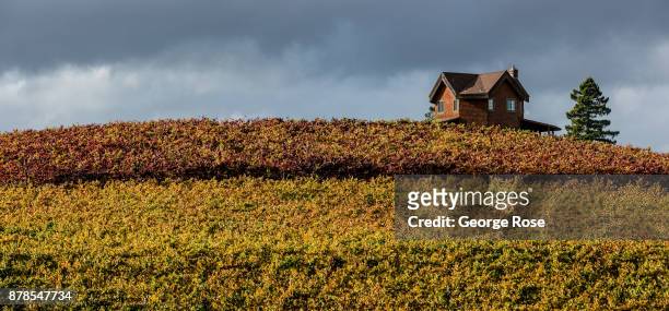 The full reds and golds of Autumn are viewed in the Russian River Valley on November 9 near Sebastopol, California. With the arrival of fall,...