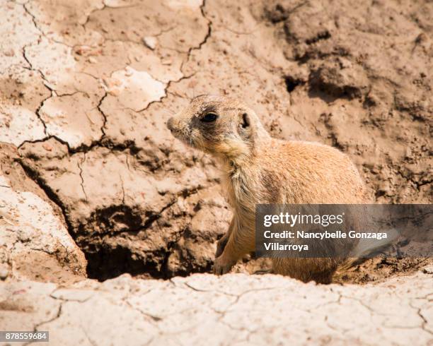 prairie dog - nancybelle villarroya stock pictures, royalty-free photos & images