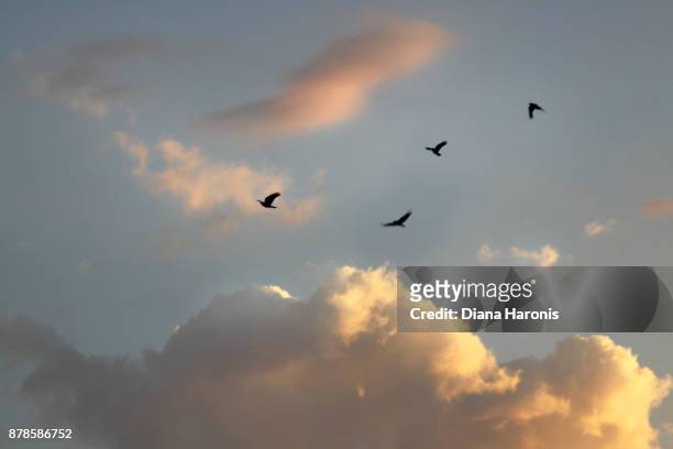 four birds are flying above some golden clouds in a blue sky. - grupo pequeño de animales fotografías e imágenes de stock