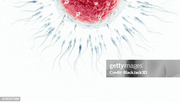 insemination - human egg cell stock pictures, royalty-free photos & images