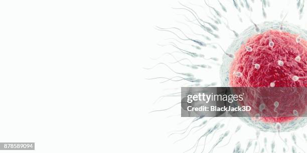 insemination - human egg stock pictures, royalty-free photos & images