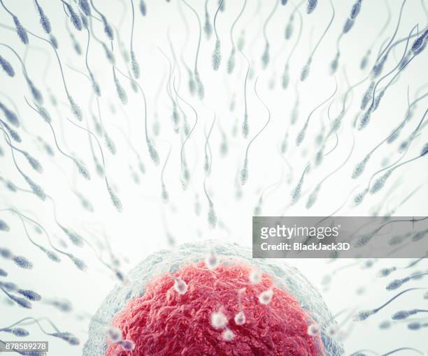 insemination - human egg stock pictures, royalty-free photos & images