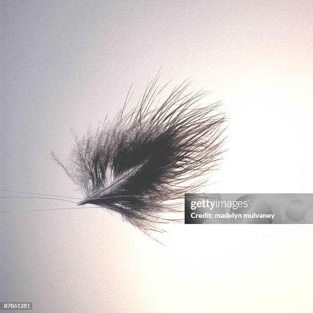 lightness of being - falling feathers stock pictures, royalty-free photos & images
