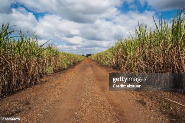 sugar cane plantation - agriculture sugar cane stock pictures, royalty-free photos & images