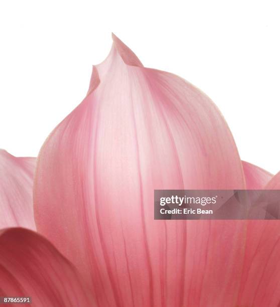 pink asian dahlia - petals stock pictures, royalty-free photos & images