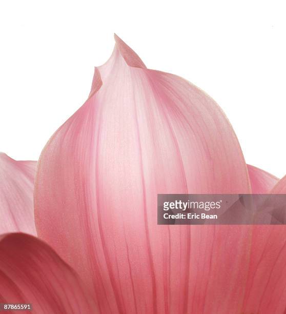pink asian dahlia - petal bildbanksfoton och bilder