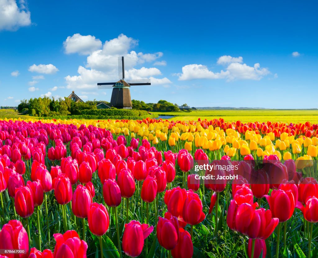 Niederländischen Frühling-Szene