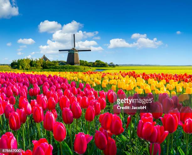 dutch cena de primavera  - tulip - fotografias e filmes do acervo