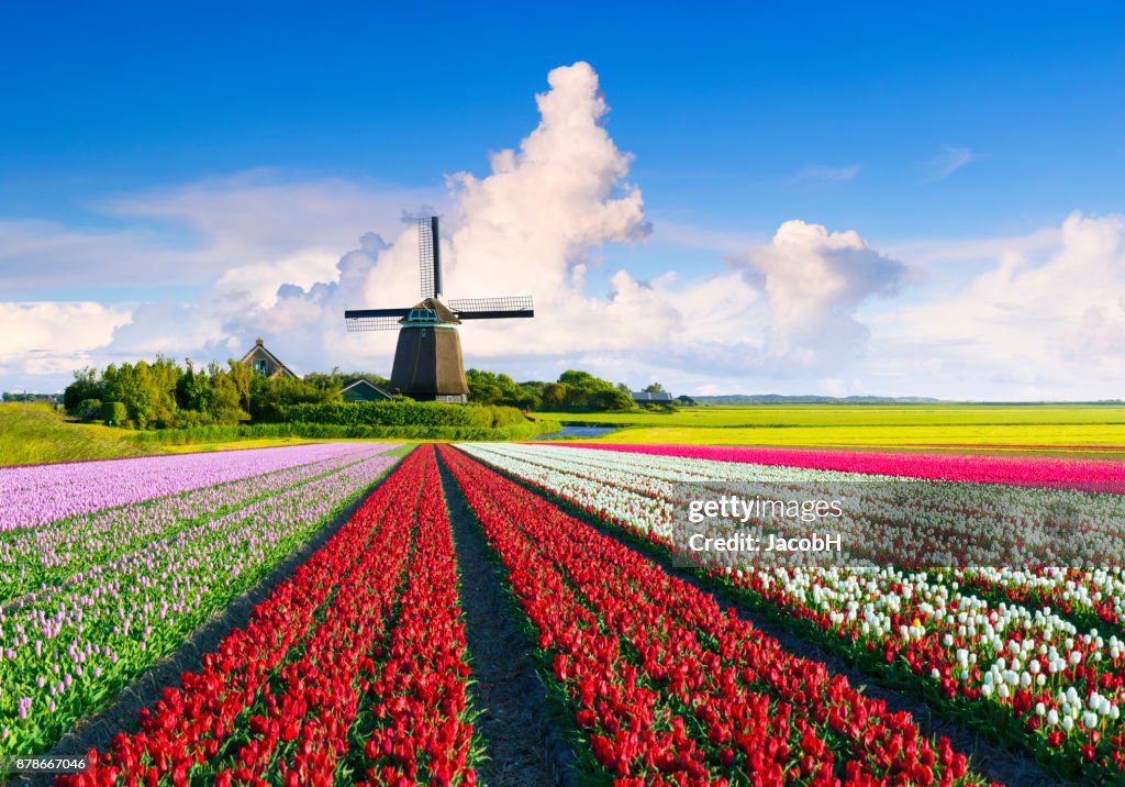 Dutch Spring Background Dutch Spring Scene High-Res Stock Photo - Getty Images