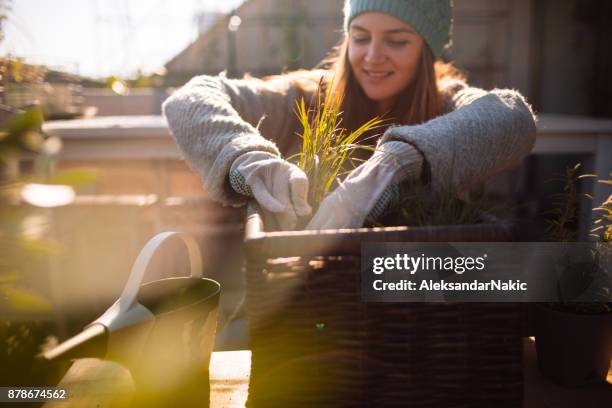 cuidar de mi jardín en la azotea - jardinería fotografías e imágenes de stock