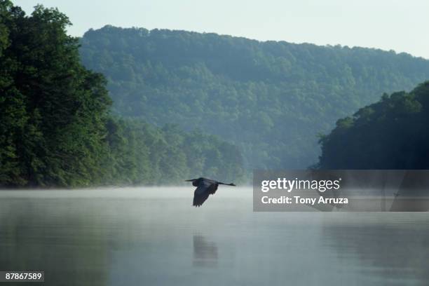 heron in flight - great blue heron stock pictures, royalty-free photos & images