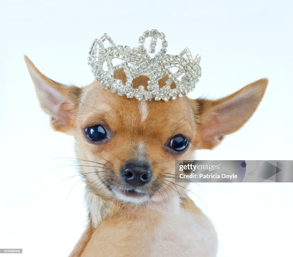 Celebrity Chihuahua Portrait
