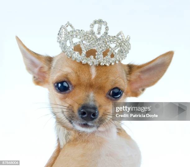 celebrity chihuahua portrait - dog tiara stock pictures, royalty-free photos & images