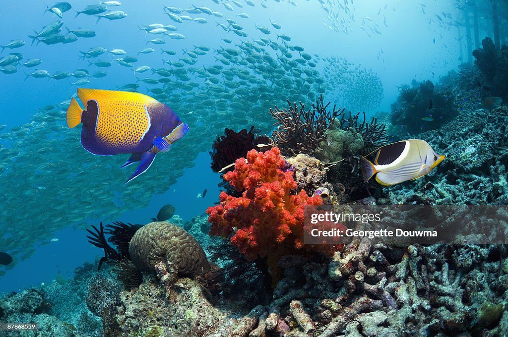 Blue-girdled angelfish (Pomacanthus navarchus)