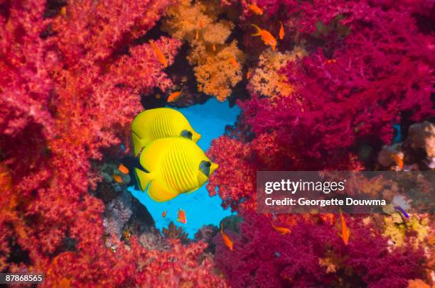 golden butterflyfish (chaetodon semilarvatus)  - chaetodon semilarvatus imagens e fotografias de stock