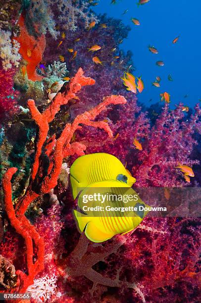 golden butterflyfish (chaetodon semilarvatus) - fondale marino foto e immagini stock