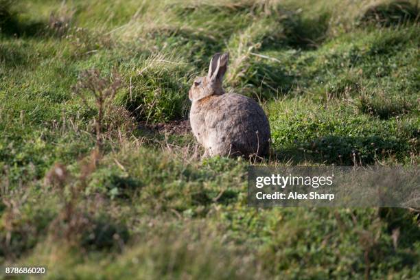 Skomer Rabbits 148 Welsh Rabbit Stock Photos, High-Res Pictures, and Images - Getty Images