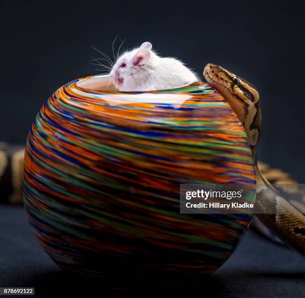 Mouse Riding A Snake 833 Snake Mouse Stock Photos, High-Res Pictures, and Images - Getty Images