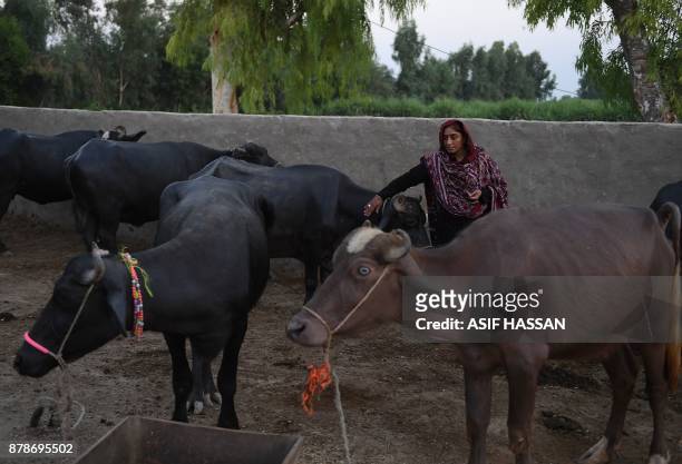 This photograph taken on September 27, 2017 shows Pakistani woman Mukhtiar Naz, known as Waderi Nazo Dharejo, taking care of buffalos at her home in...