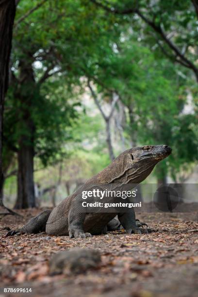 wildlife shot of a komodo dragon (varanus komodoensis) - komodo dragon stock pictures, royalty-free photos & images