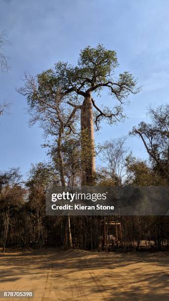 baobab trees in madagascar - madagascar boa stock pictures, royalty-free photos & images