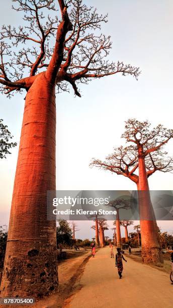 baobab trees in madagascar - madagascar boa stock pictures, royalty-free photos & images