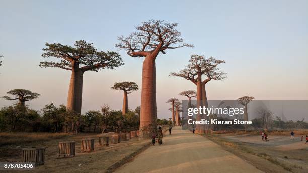 baobab trees in madagascar - malgache photos et images de collection
